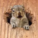 squirrel