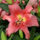 lily