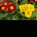 primrose