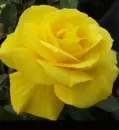 yellow rosa