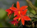 red orchid