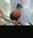 turaco