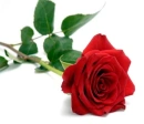 Red Rose