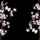 Black and pink Floral