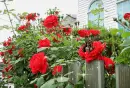 red flowers with butterfly