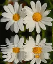 white flowers