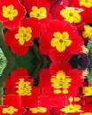 primulas