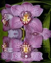 cymbidium