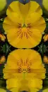 yellow pansy