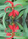 sprekelia