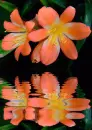 clivia