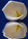 cala lily