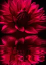 red dahlia