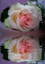 rosa multicolor