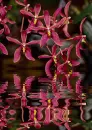 renanthera