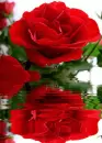red rosa