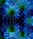 blue flowers