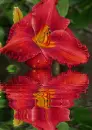 red lily