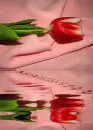 red tulip