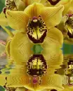 yellow cymbidium