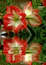 amaryllis