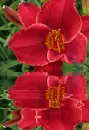 red lily