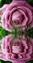 purple rosa