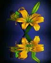 yellow lily
