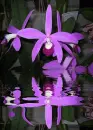 purple orchid