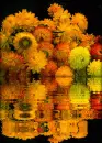 chrysanthemums