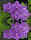 purple orchids