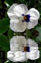 white pansy