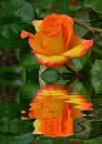 rosa multicolor