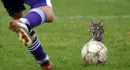 cat on soccer ball