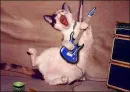 Rockin Out!
