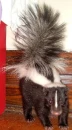 Sweet Skunk 