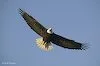 Eagle flying