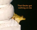 frog