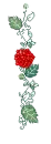 Red-Rose