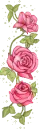 Pink Rose
