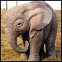 Little dumbo