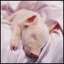 Sleeping Pig