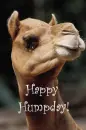 Happy humpday