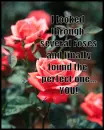 The perfect rose
