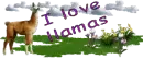 Llama