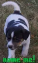 fox terrier pup