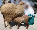 Miracles of Islam>allah or Ø§Ù„Ù„Ù‡ means GOD