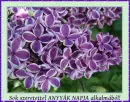 lilac flower