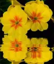yellow primula