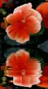 orange pansy